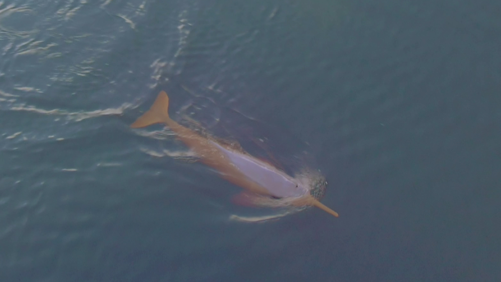 大秘境の川にすむ ピンク色のイルカがいた 世界遺産 ニュース テレビドガッチ