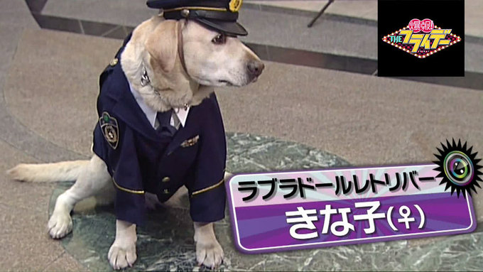 試験に落ちまくっていた警察犬きな子 その孫は驚きのエリート犬に Tbsテレビ