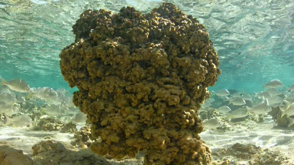 最古の光合成生物は何ですか？