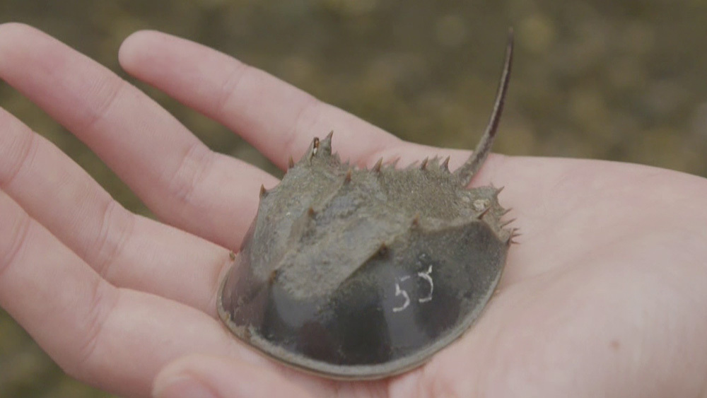 生きた化石 カブトガニ が 人間の医療の現場で活躍している Tbsテレビ