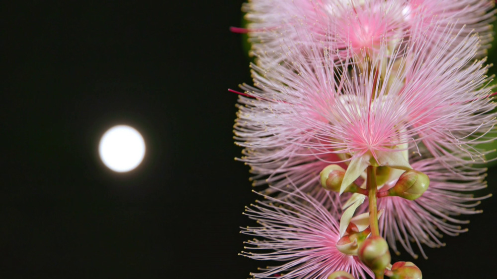 一夜だけ咲いて散る 神秘的な花 が日本に存在した 世界遺産 Tverプラス 最新エンタメニュース