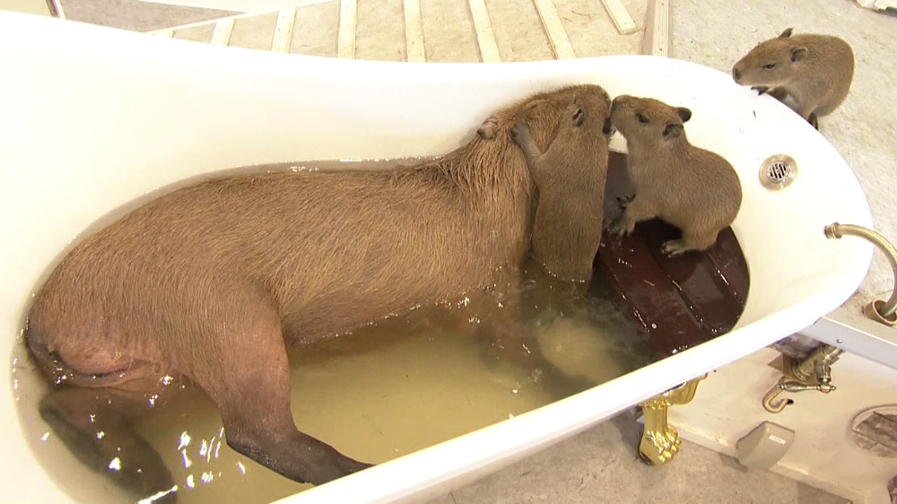 動物たちと 超至近距離 で触れ合える屋内型動物園 アニタッチ みなとみらい が横浜にオープン Tbsテレビ