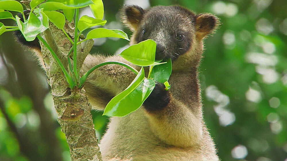 木登りするカンガルー⁉珍獣たちが住む、オーストラリア“世界最古の森”とは｜TBSテレビ