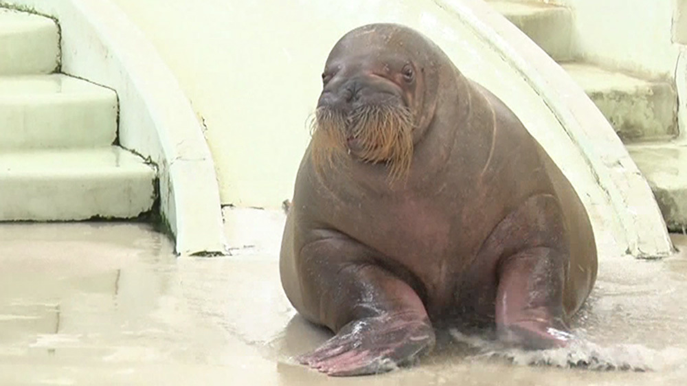 Mr.マリックと動物たちのコラボ！ シーパラの超魔術ショーが