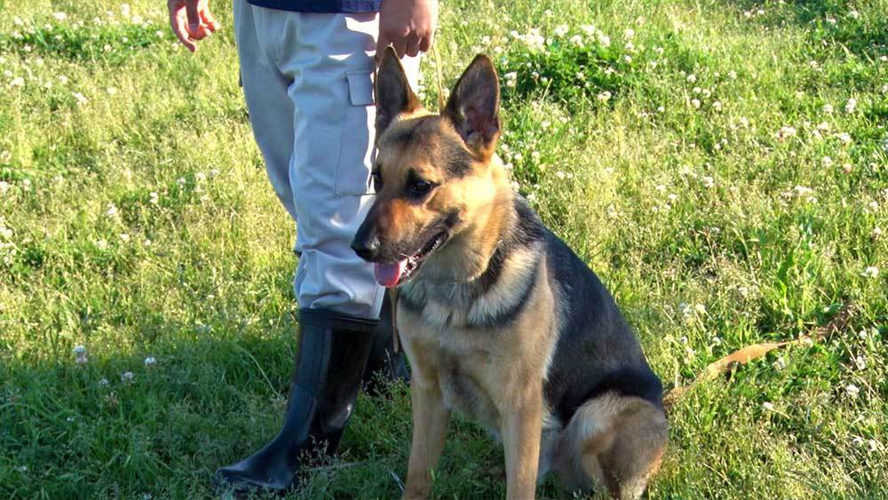 警察犬の約90 はペット 警察犬になるための訓練がすごい Backstage ニュース テレビドガッチ