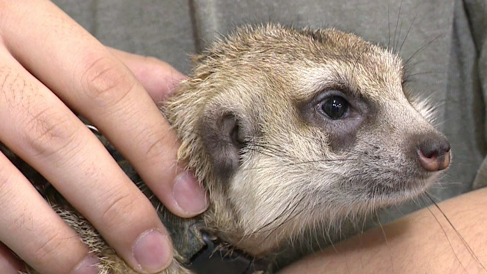 ミーアキャットも抱っこできる さまざまな動物と触れ合えるカフェに激萌え 王様のブランチ ニュース テレビドガッチ