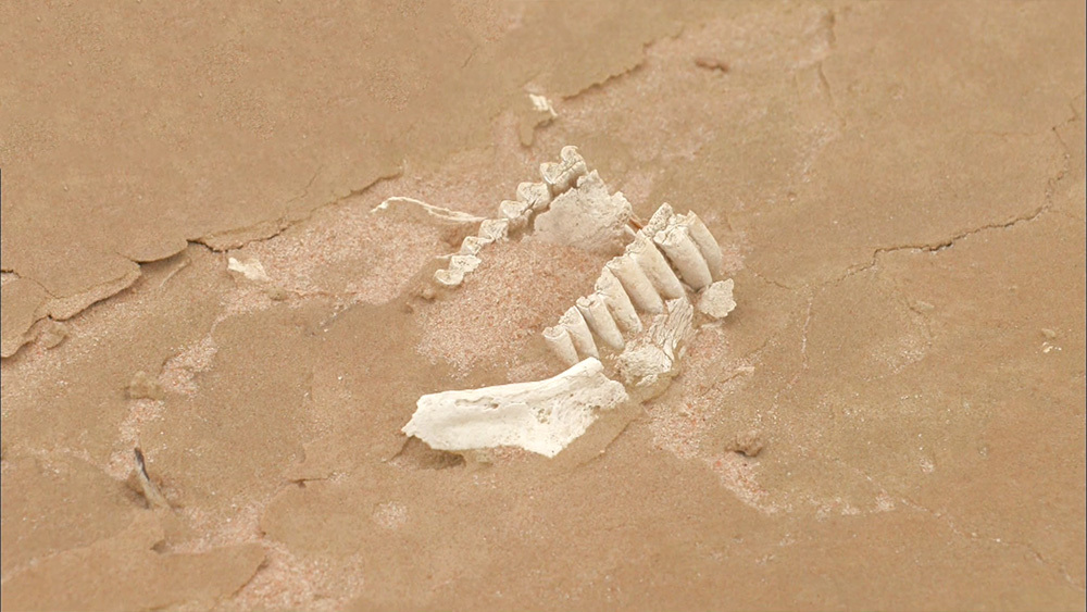 動物の骨がいくつも見つかる世界遺産の砂丘で 人骨 が発掘されていた Tbs世界遺産 Tbsテレビ