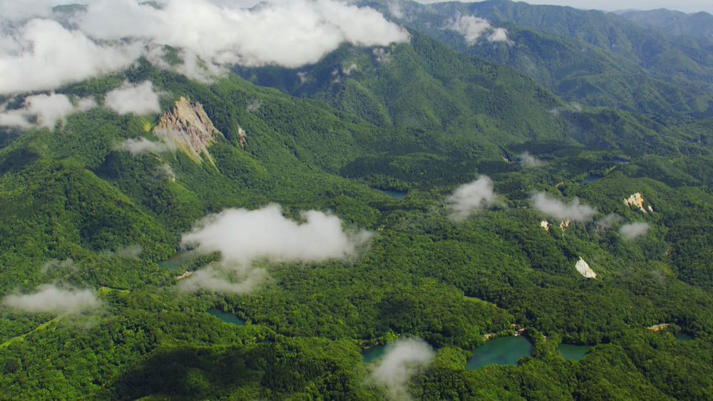 世界遺産 白神山地 山の中で 貝の化石 が見つかっていた Tbs世界遺産 Tbsテレビ