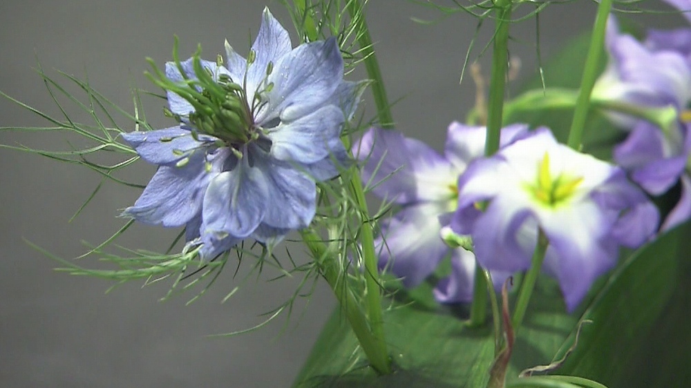 フラワーデザイナー直伝の裏技 花瓶ナシでオシャレにお花を飾る3つのテクニック ぴったんこカン カン ニュース テレビドガッチ