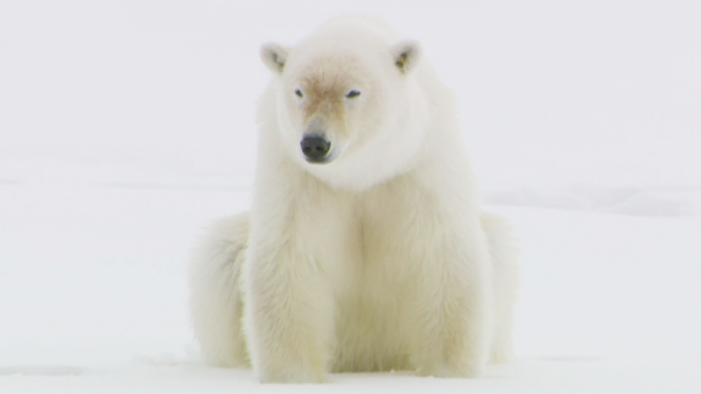 シロクマの毛が 透明 ってほんと 動物トリビア3選 Tbsテレビ