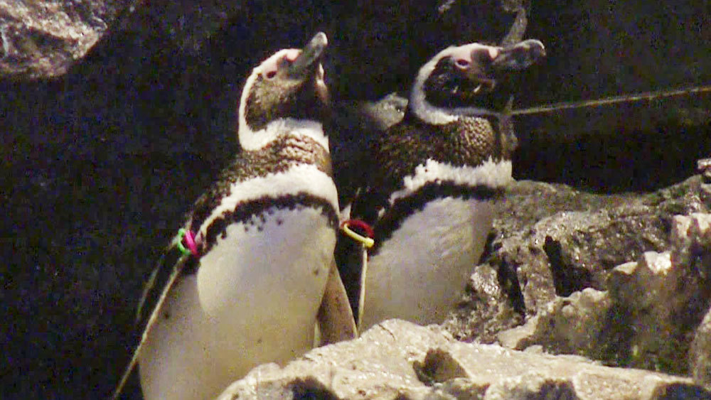 花火が水族館に ニュースタイルの ペンギン花火 とは 王様のブランチ ニュース テレビドガッチ