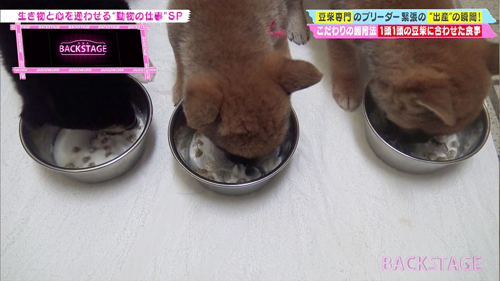 身体の大きさや体調に合わせて、食事を調節