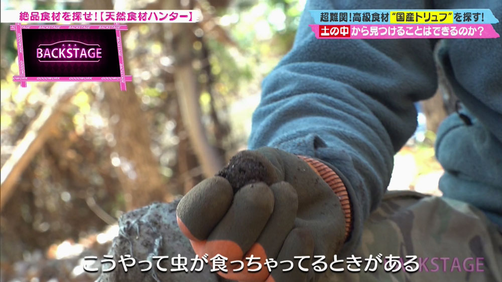 腐っていたり虫に食べられていていることも