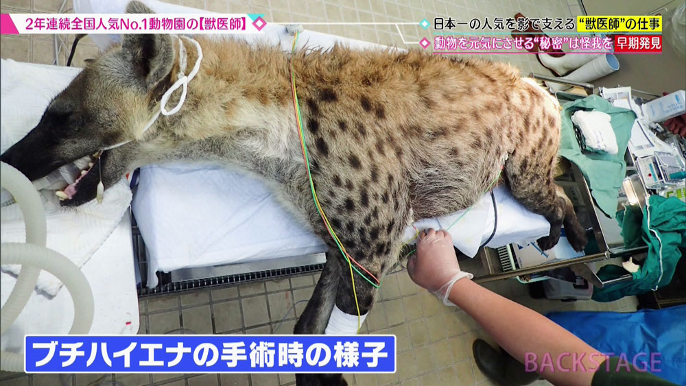全国人気no 1の動物園 で働く 獣医さんのお仕事に密着 Backstage ニュース テレビドガッチ