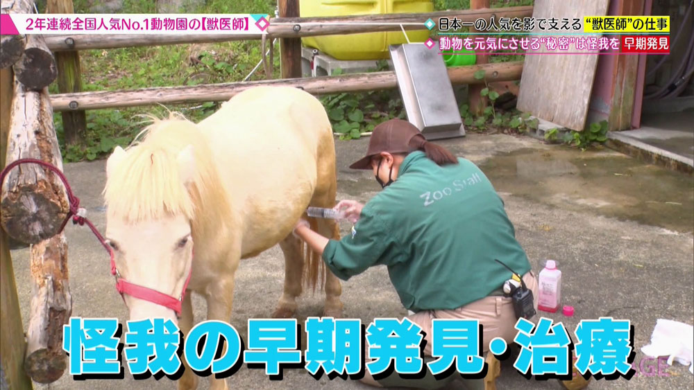 全国人気no 1の動物園 で働く 獣医さんのお仕事に密着 Backstage ニュース テレビドガッチ