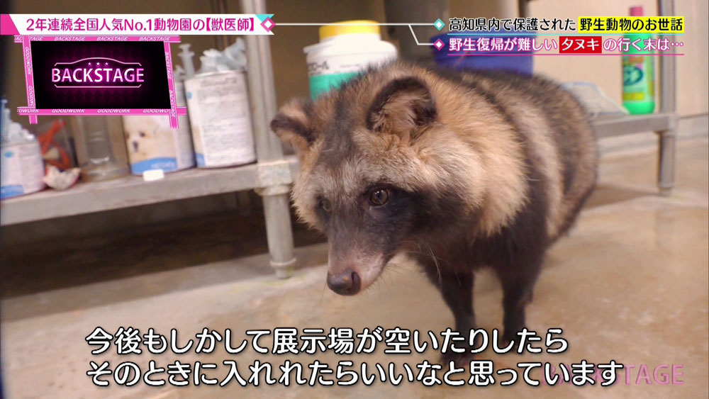 全国人気no 1の動物園 で働く 獣医さんのお仕事に密着 Backstage Tverプラス 最新エンタメニュース