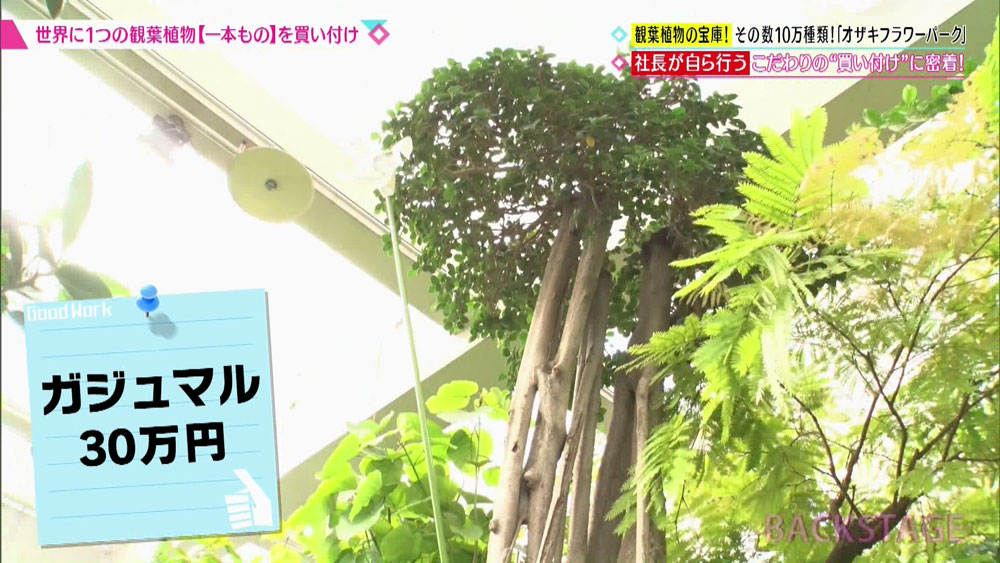 オザキフラワーパークには、かなり珍しい植物がたくさん