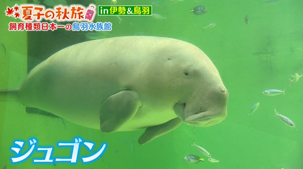 日本でココだけ 人魚のモデル ジュゴン に会える水族館 王様のブランチ ニュース テレビドガッチ