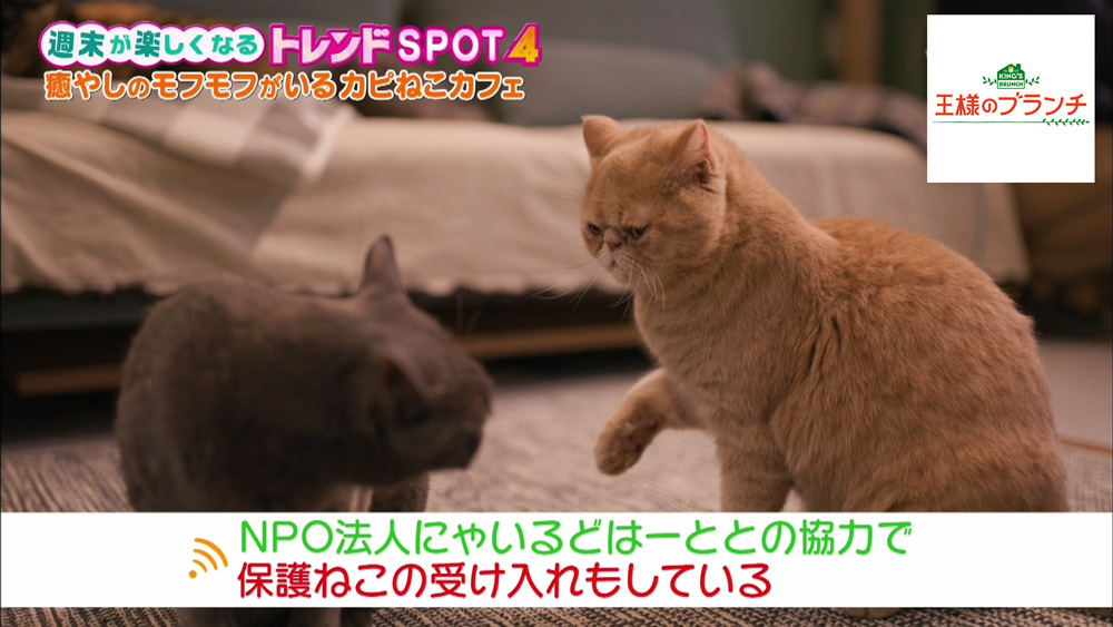 保護ねこ活動もしています