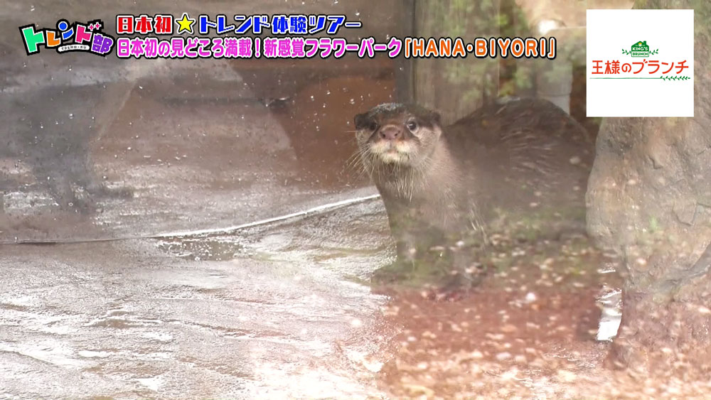 コツメカワウソ