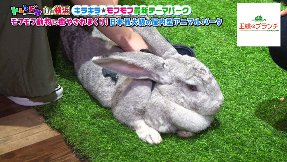 実際に触れ合うこと可能