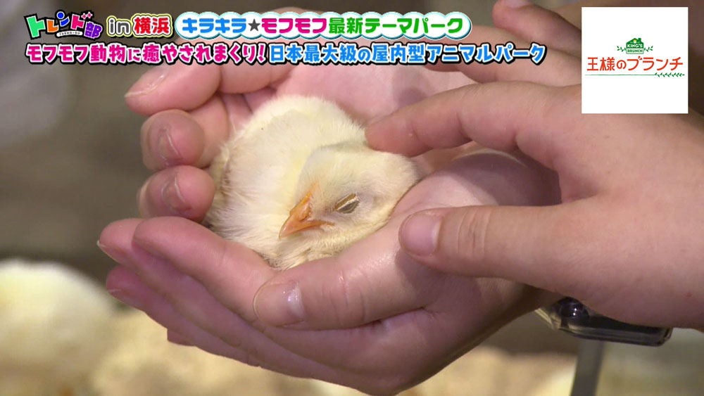 "ピヨパーク"のひよこ