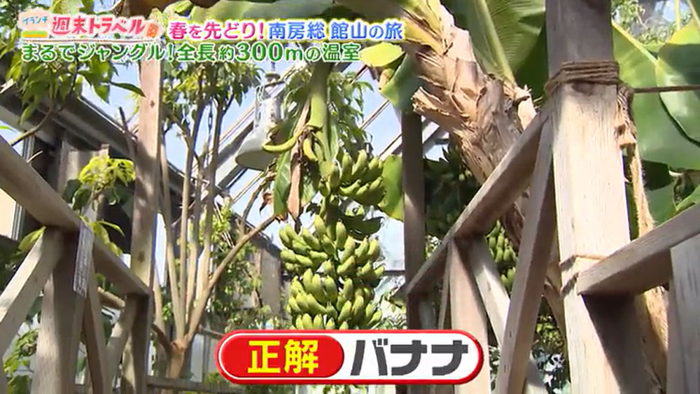 植物の中には、バナナなどのフルーツも