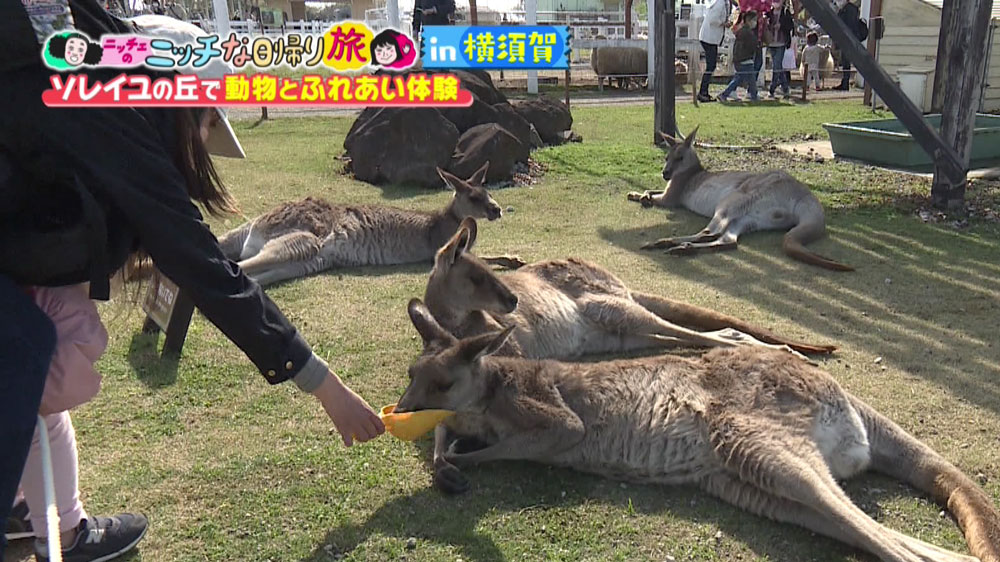 間近でカンガルーにエサやりができます