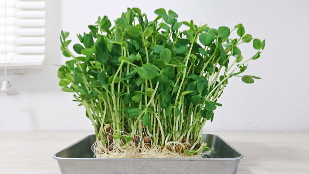 豆苗はデキる野菜
