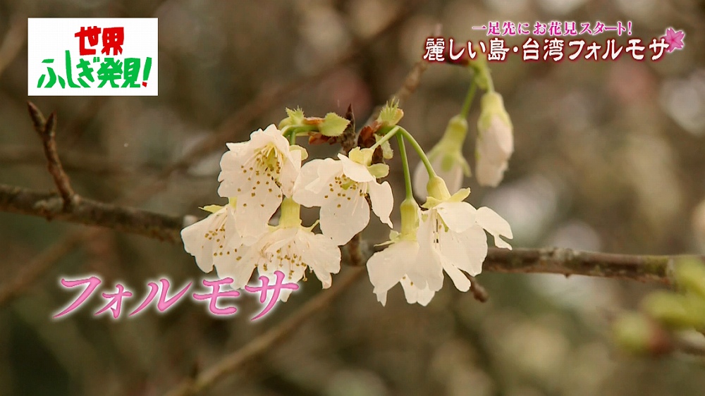 台湾にしかない 桜 がある 幻の桜 を求めて台湾へ 世界ふしぎ発見 ニュース テレビドガッチ