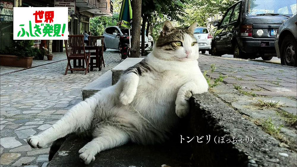 イスタンブールの街で、伝説とよばれる“座る猫”「トンビリ」