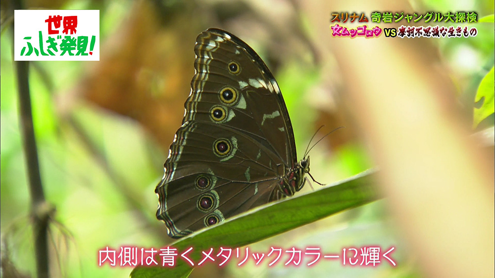  “世界一美しい蝶”と呼ばれる「モルフォ蝶」
