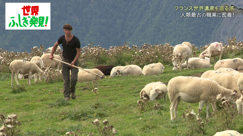 文化遺産でもある羊飼いの仕事