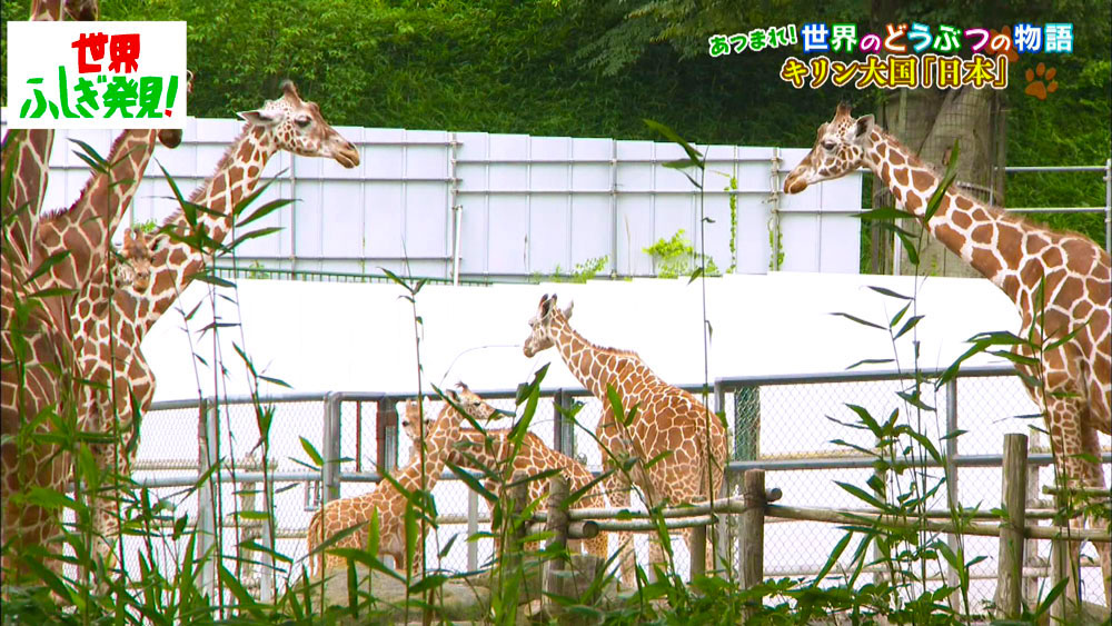 動物園の人気者、キリン