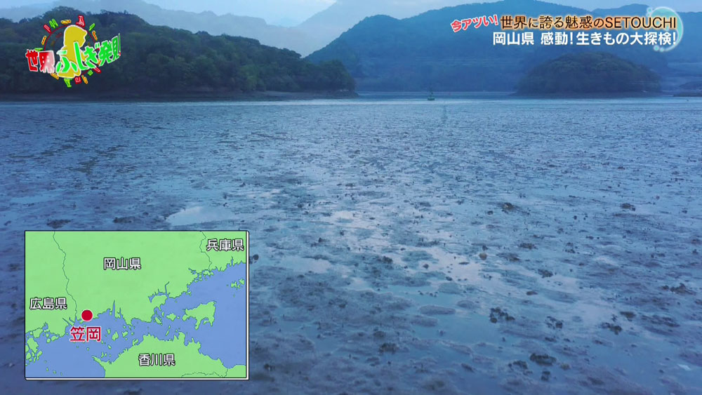 岡山・笠岡の干潟は国の天然記念物