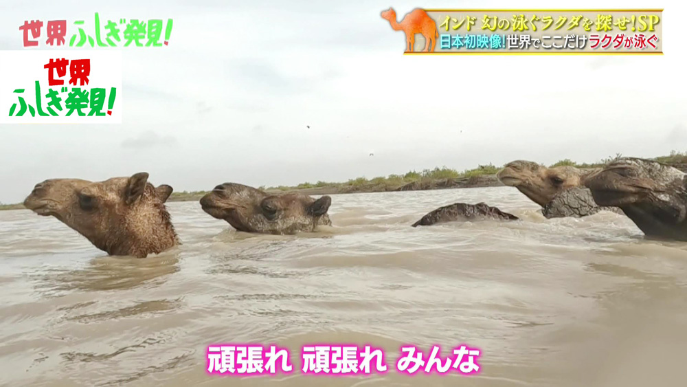 ラクダが川を泳いでいる！