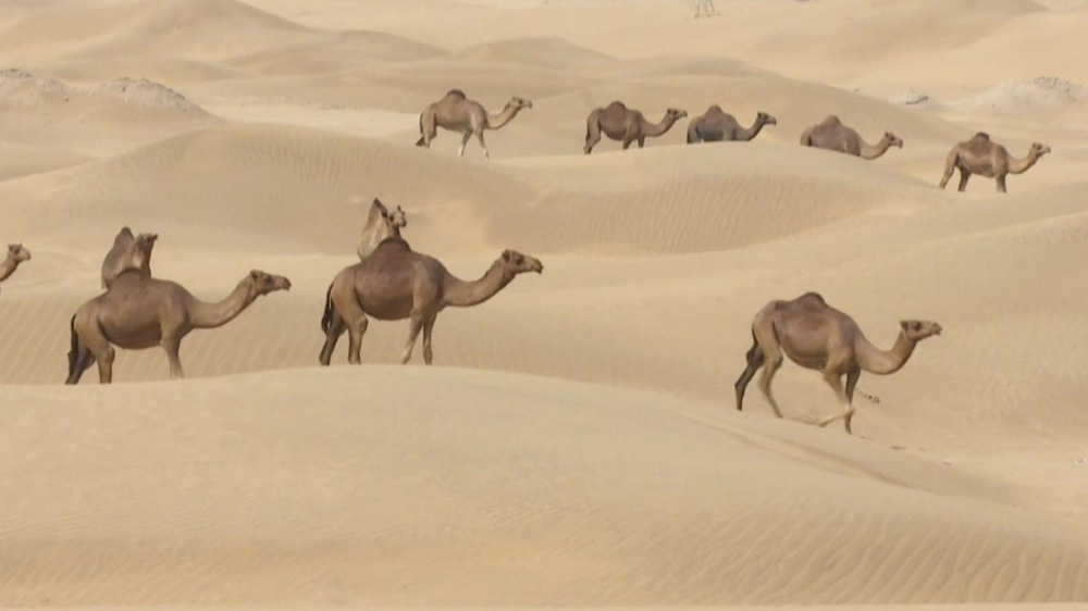 砂漠を行くラクダ
