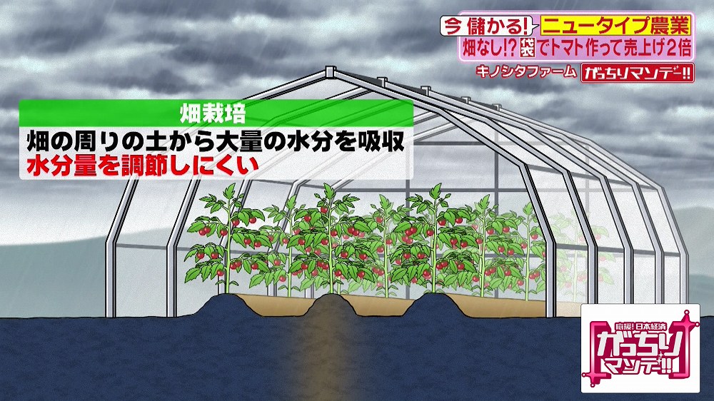 高くても売れるフルーツのように甘いミニトマトとは がっちりマンデー ニュース テレビドガッチ
