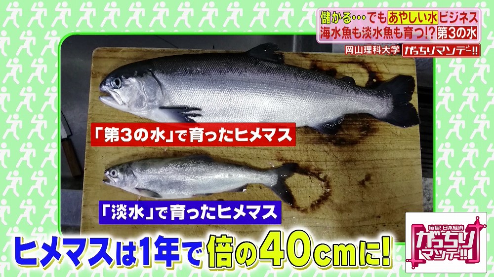 どんな魚も大きく育つ 第3の水 とは がっちりマンデー ニュース テレビドガッチ