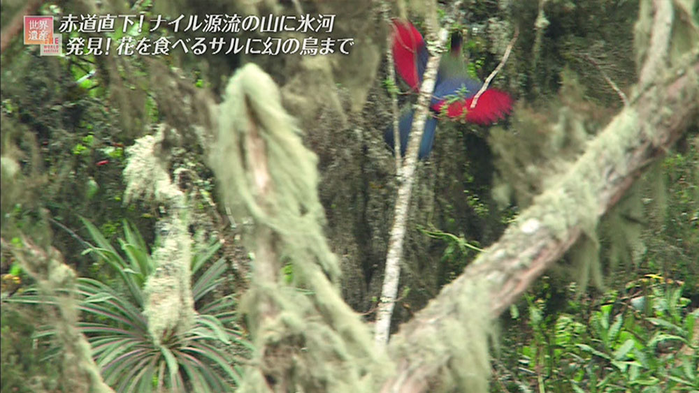 標高3300mの地点では、鮮やかな赤い羽を持つ鳥を発見。