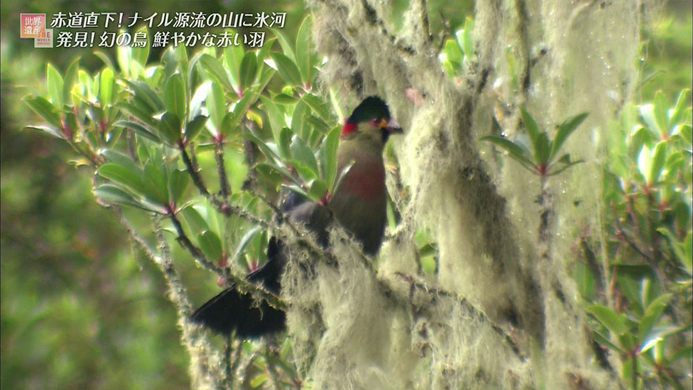 この鳥は「ルウェンゾリトラコ」といい、ルウェンゾリ固有種の動物です。 山に豊富にある木の実をエサにしており、この周辺でしか姿を見ることができません。