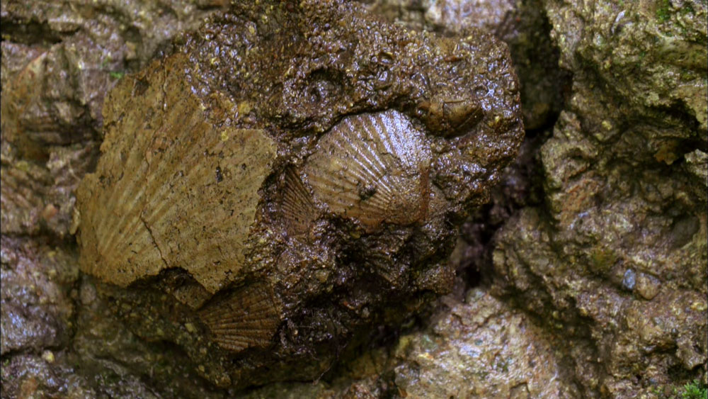 「白神山地」谷で見つかる“貝の化石”