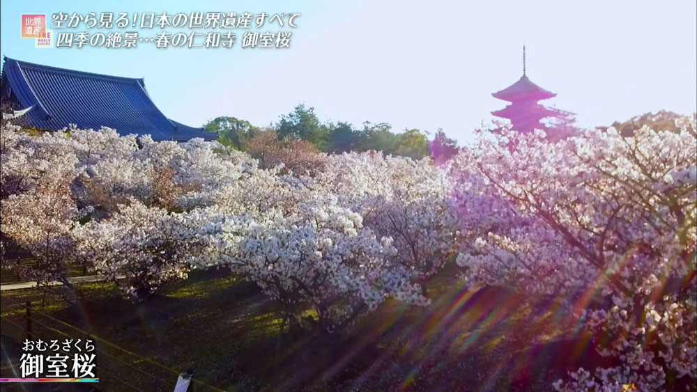 “天皇が愛した桜”・御室桜