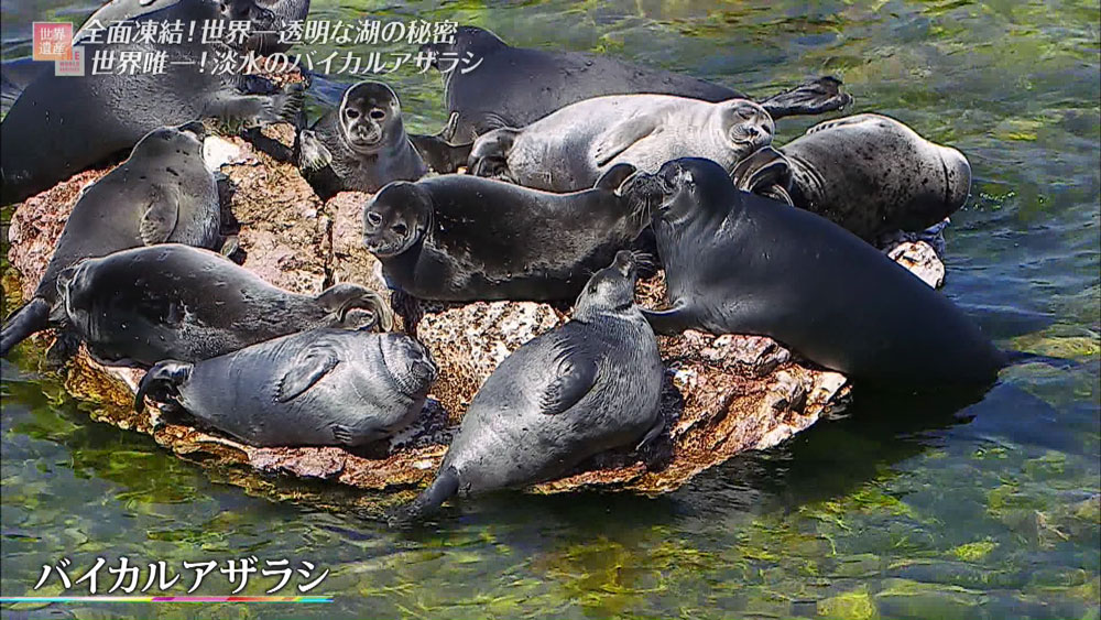 「バイカルアザラシ」