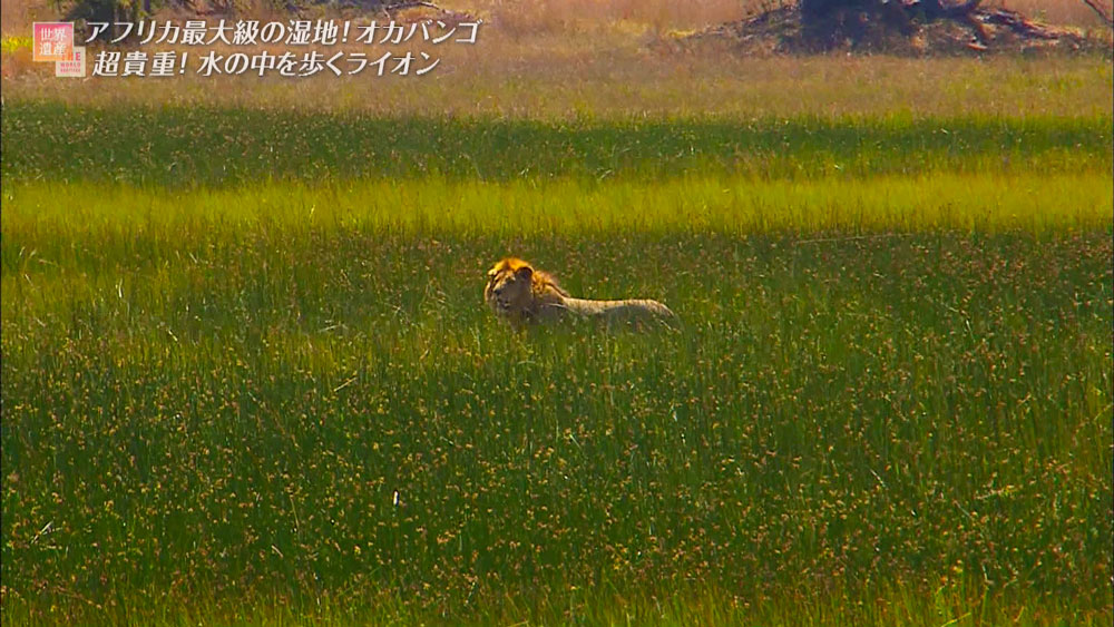 湿地に住むライオン