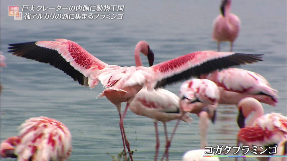 魚もすめない湖に 数万羽ものフラミンゴが集まる謎 世界遺産 ニュース テレビドガッチ