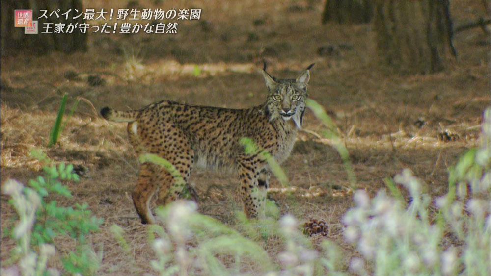 公園内に生息するスペインオオヤマネコは今、94頭にまで数を増やしている