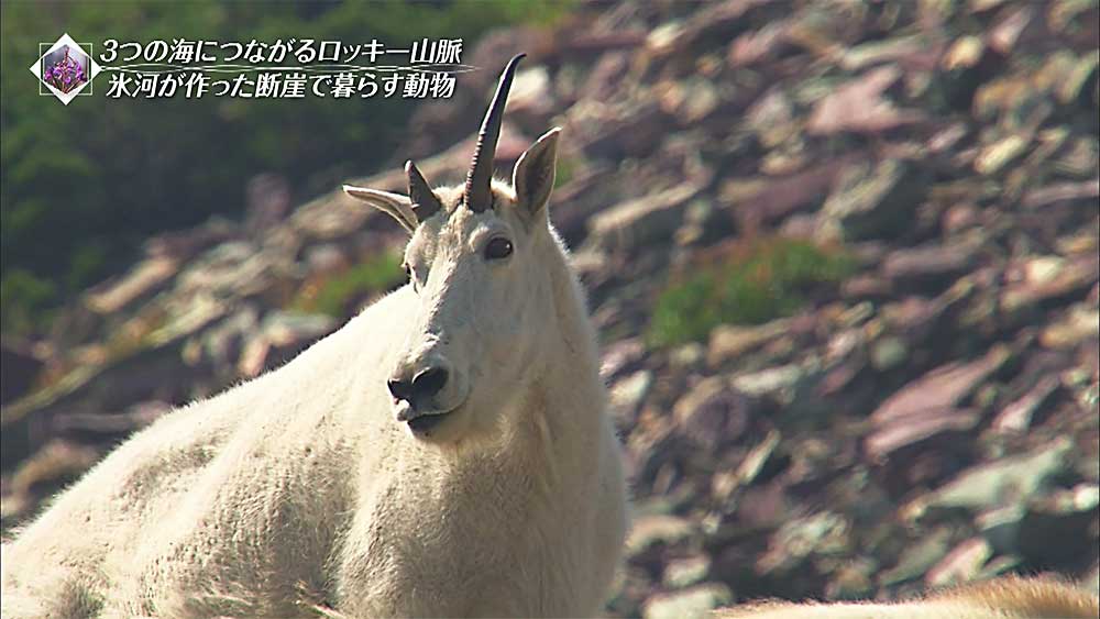 断崖絶壁にヤギ あえて崖の上で暮らす動物たち Tbs世界遺産 Tbsテレビ