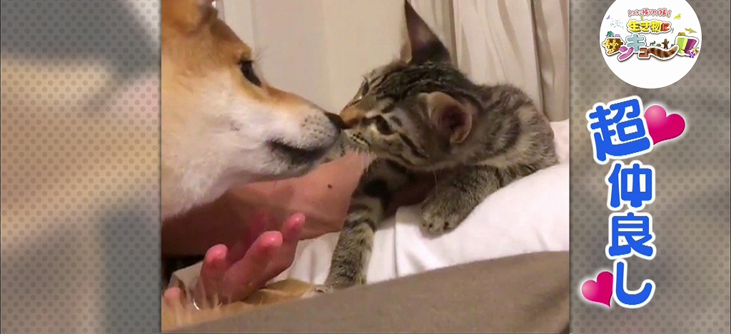 どうすれば犬とネコが仲良くなる 実は Tbsテレビ