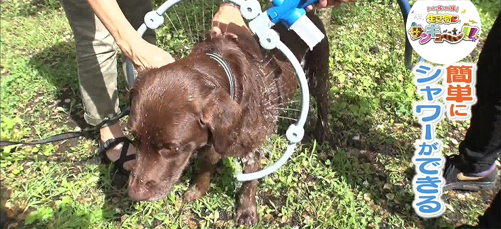 愛犬と一緒にキャンプしよう 犬キャン に便利なおすすめグッズ Tbsテレビ